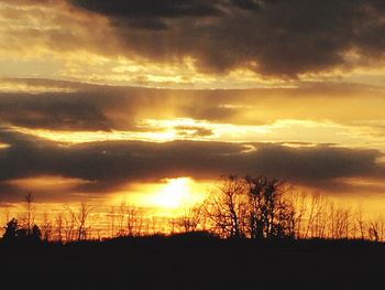 Silhouette of trees at sunset