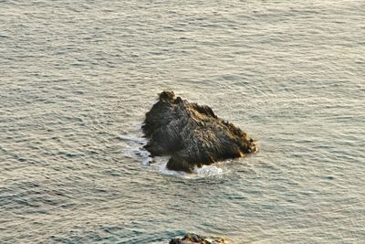 High angle view of duck swimming in sea