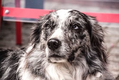 Close-up portrait of dog