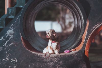 Puppy sitting in pipe