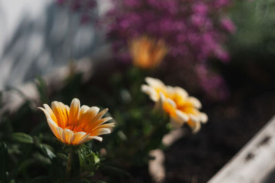 Close-up of orange flower