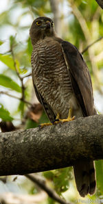 Close-up of owl perching on branch