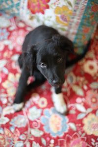 Close-up portrait of black puppy