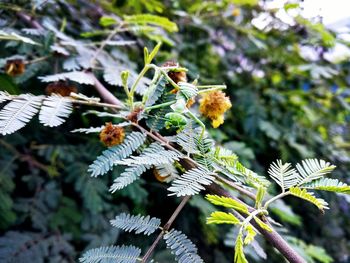 Close-up of flowering plant leaves