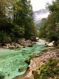 Scenic view of river flowing in forest