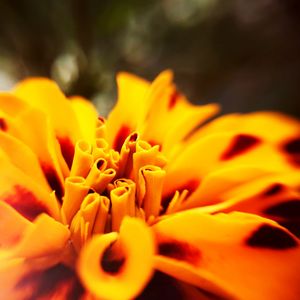 Macro shot of yellow flower