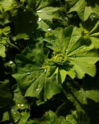 Close-up of water drops on plant