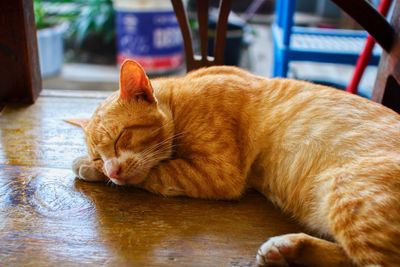 Close-up of ginger cat sleeping on seat