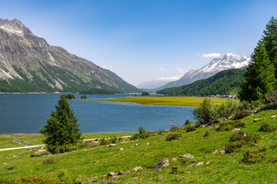 Upper engadine, lake sils, and the village of isola, photographed from above in summer.
