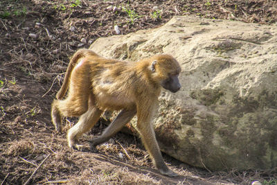 Side view of lion in forest