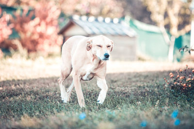 Dog standing in field