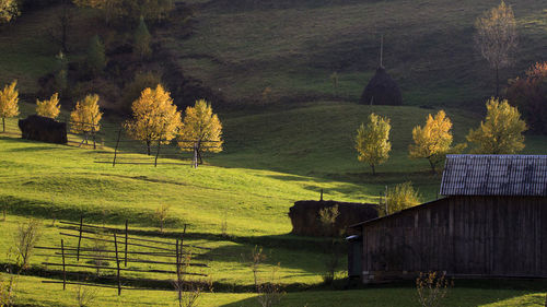 Scenic view of agricultural field