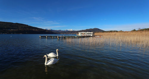 Swan swimming in lake against sky