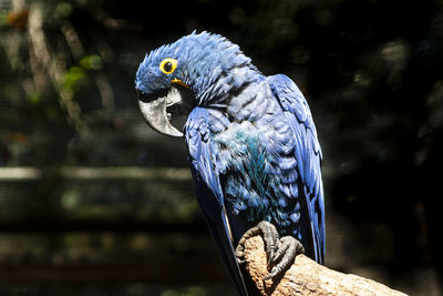 Close-up of a bird perching