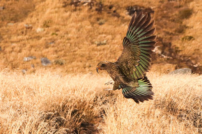 Bird flying in a field