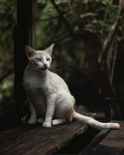 Cat sitting on wood