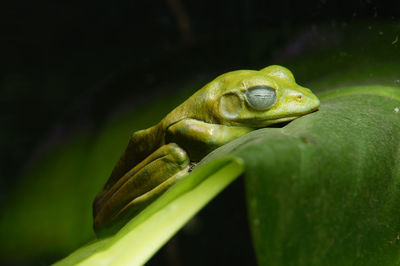 Close-up of frog on leaf against blurred background