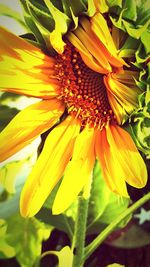 Close-up of yellow flower