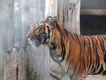 Tiger in a zoo