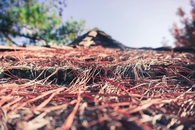 Close-up of grass on field