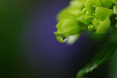 Close-up of dew drops on plant