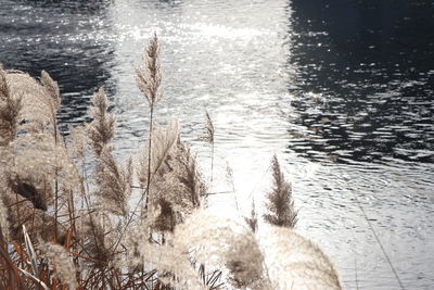 High angle view of dry plants in lake