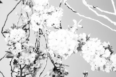 Close-up of white flowers against clear sky