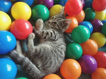 Close-up of cat in multi colored balls