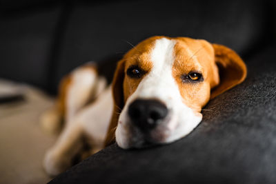 Close-up portrait of dog resting