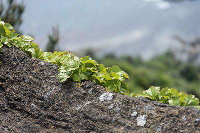 Close-up of young plant growing outdoors