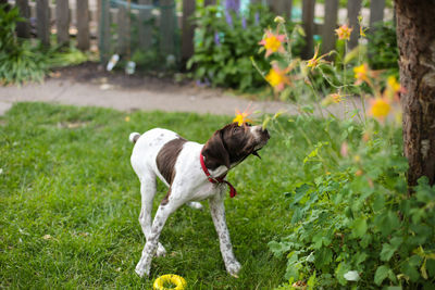 German shorthaired pointer puppy outside during the spring