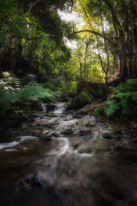 River flowing through forest