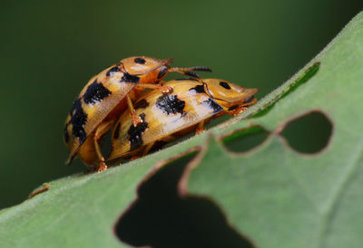 Close-up of ladybug on leaf