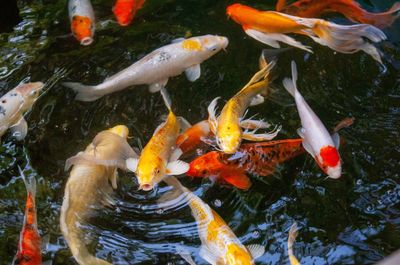High angle view of koi carps swimming in pond