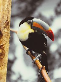 Close-up of bird perching on tree