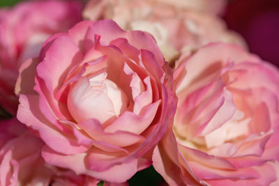 Close-up of pink rose