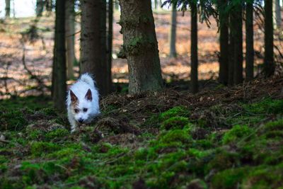 Cat in forest