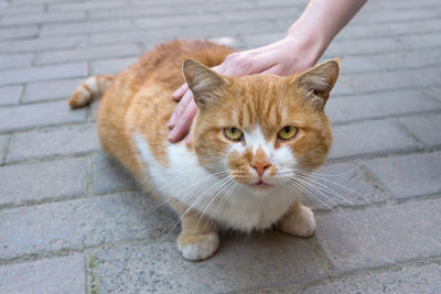 A woman's hand strokes a cat