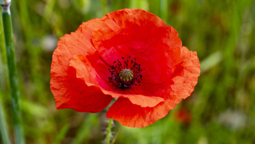 Prachtvolle nahaufnahme einer roten mohnblüte