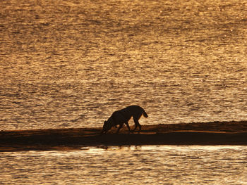 Silhouette dog standing in water at sunset