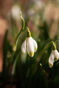 Close-up of white flowering plant