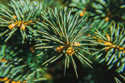 A macro view of pine needles on a tree branch that look quite sharp.