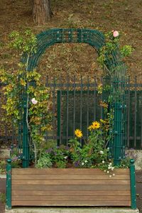 Flower plants growing in front of building