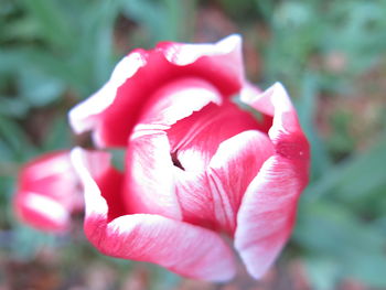 Close-up of pink rose
