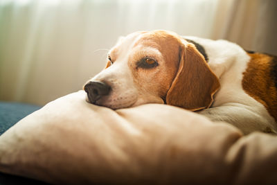 pet