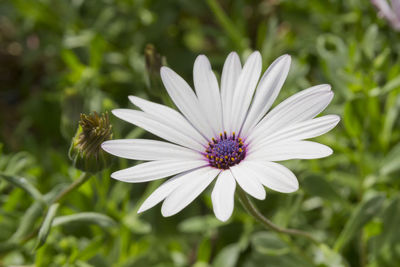 Close-up of osteospermum blooming outdoors