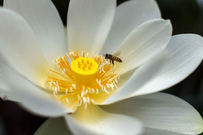 Close-up of honey bee on white flower