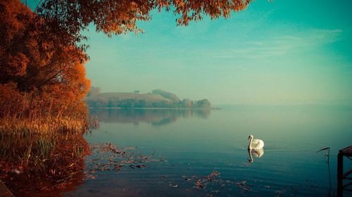 Birds by lake against sky