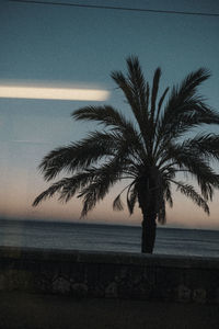 Silhouette palm tree by sea against sky