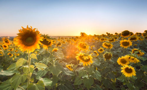 Scenic view of sunflower field against sky